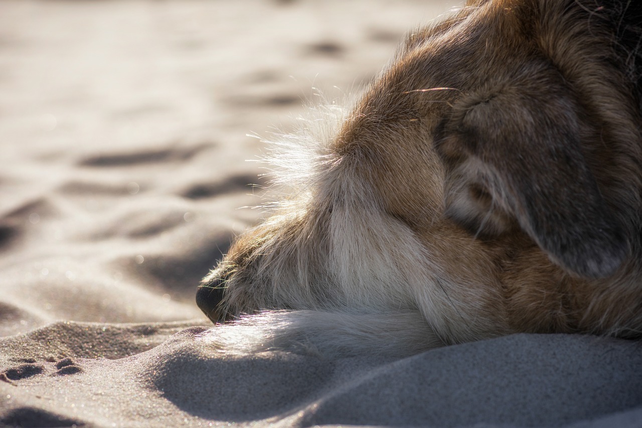 How to Properly Clean Dog Ears